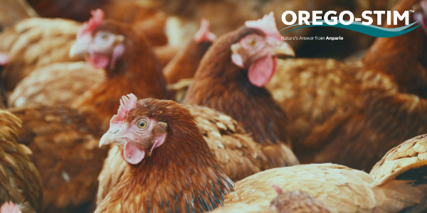 Commercial Study: Orego-Stim Liquid Supports Improved Egg Production in a Free Range System 